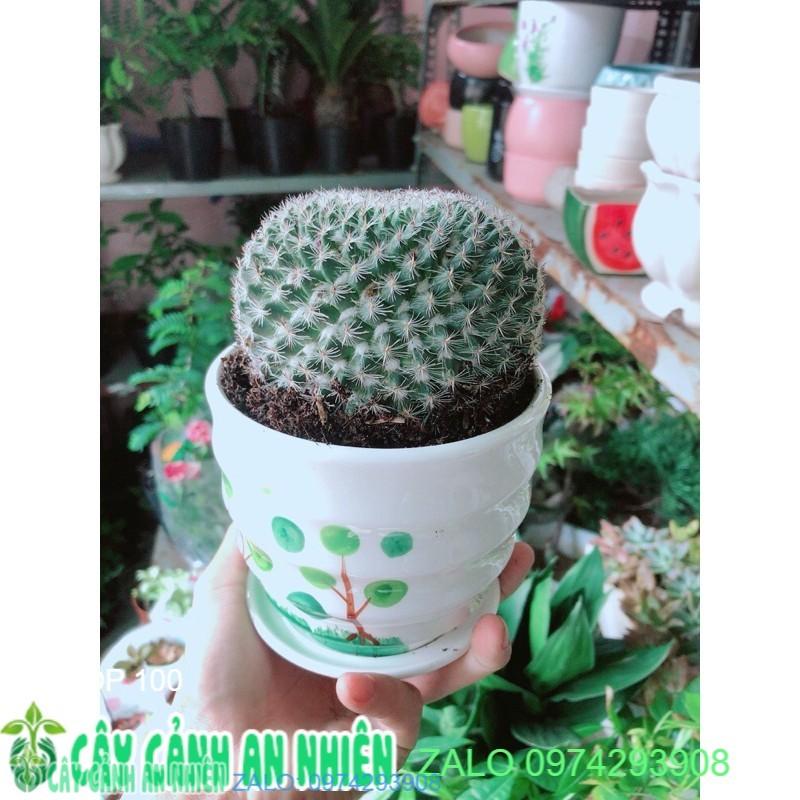 Cây Xương Rồng Kèm Chậu