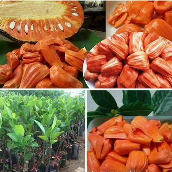 CÂY GIỐNG MÍT SƠ ĐỎ RUỘT ĐỎ MALAY