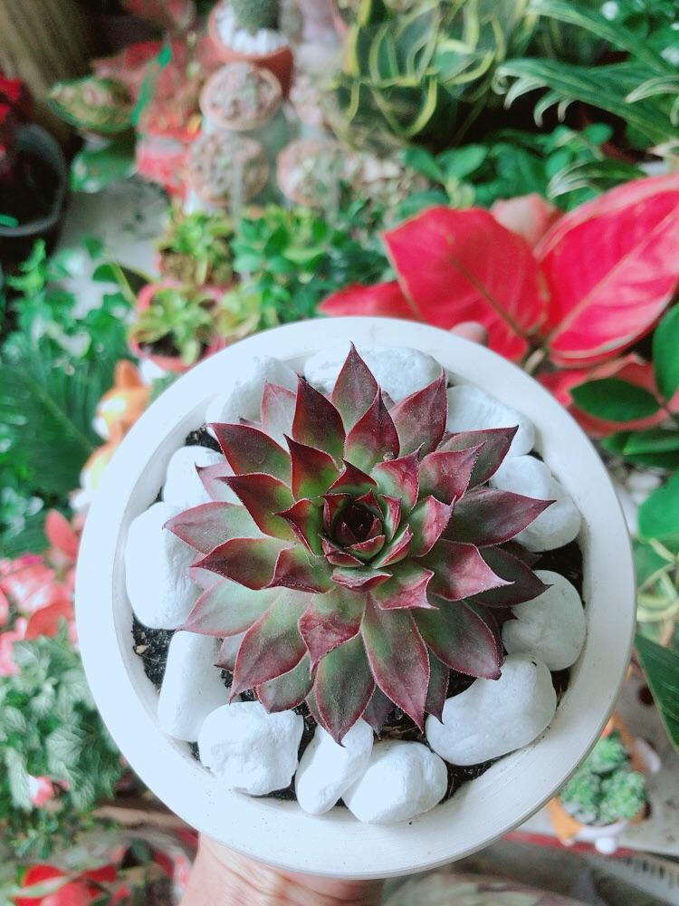 Chậu Sen Đá Phật Bà Đỏ