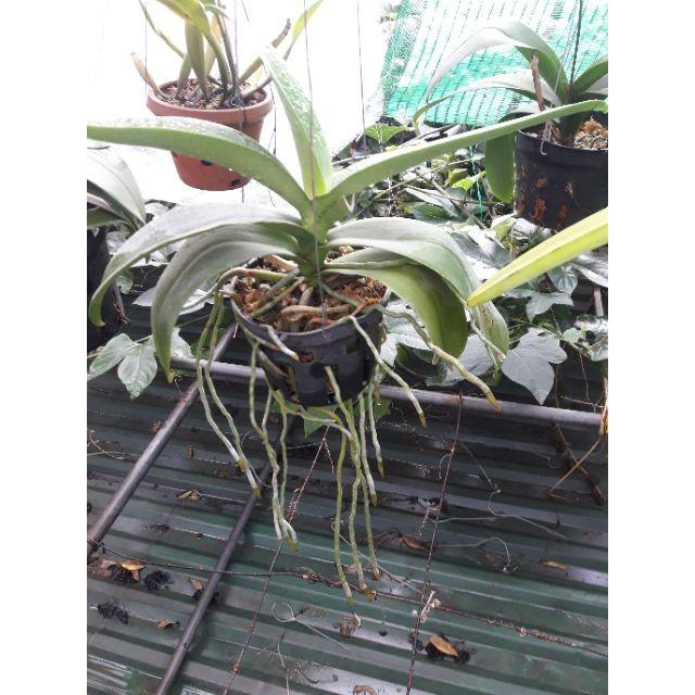 COMBO 20 CHẬU LAN ĐEN PHI 14