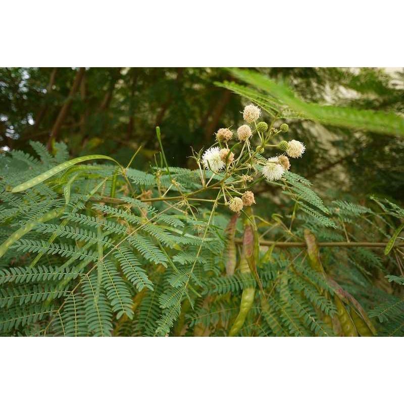 250 gram hạt keo dậu