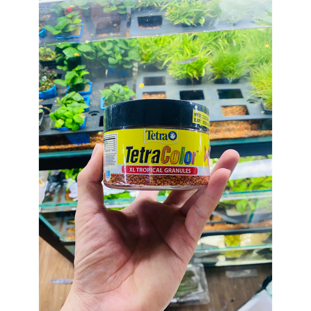 Thức ăn kích màu cá T_e_t_ra Color