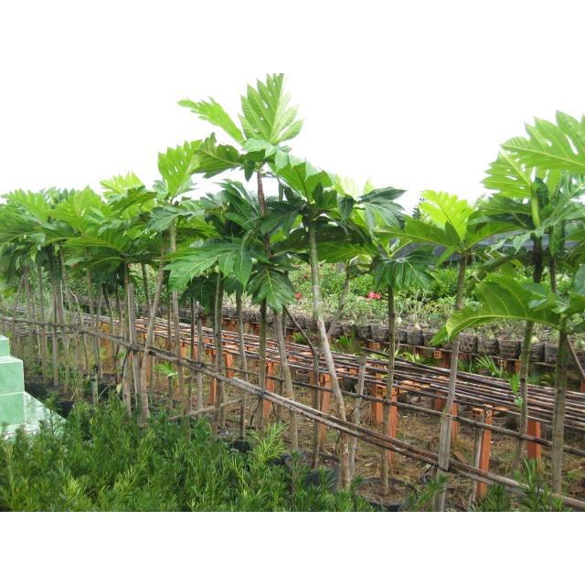 Cây giống Sa Kê ghép cho quả sớm.