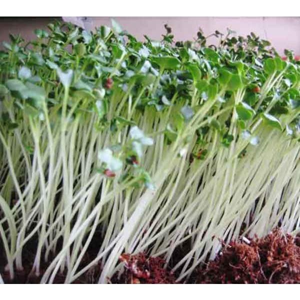Hạt giống Mầm củ cải trắng–Gói 50gram