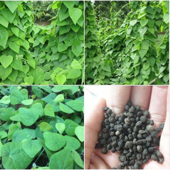 Combo 3 gói Hạt giống sương sâm lông -gói 10 hạt-tặng kèm gói phân bón lót