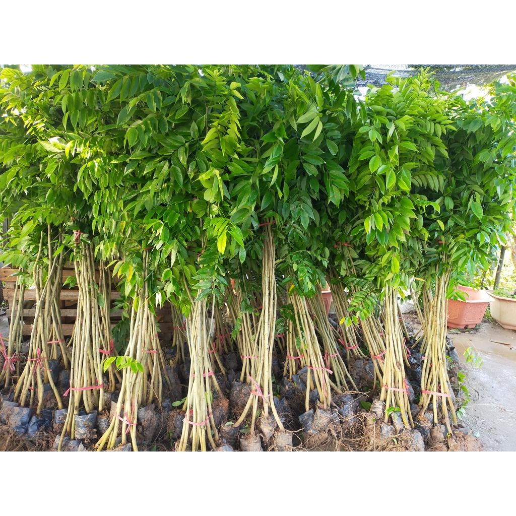 Cây sưa đỏ lấy gỗ - cây giống cao dưới 1m