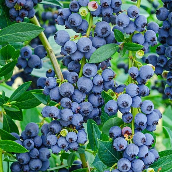 Cây giống việt quất Sẵn Quả (về đúng 100 cây) (Blueberry) lùn tứ quý, ra hoa, ra trái 4 mùa