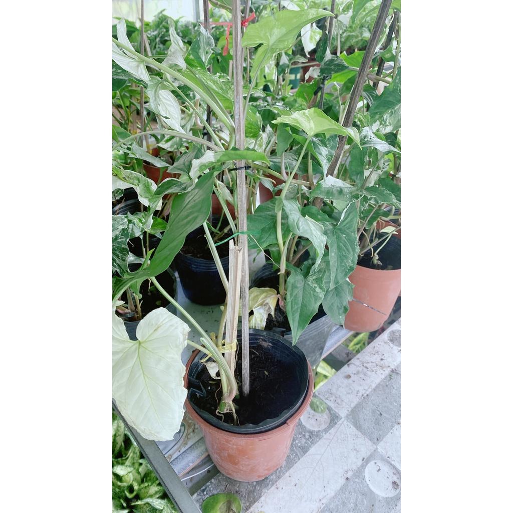 Trầu Bà Én