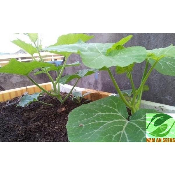 Hạt giống mướp hương Thái Lan F1 rất thơm