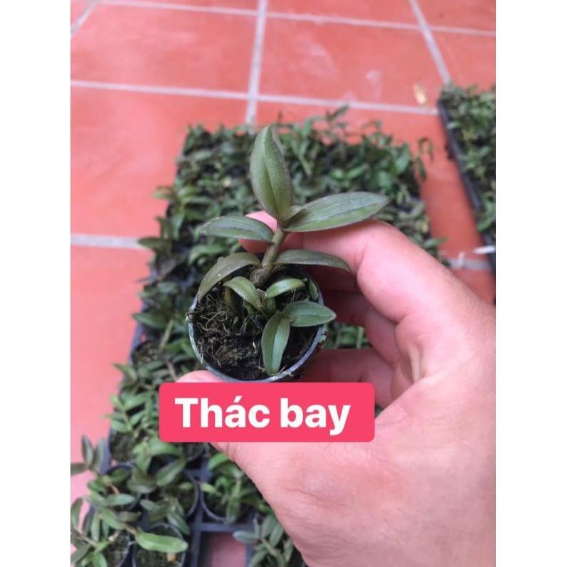 Dã hạc thác bay