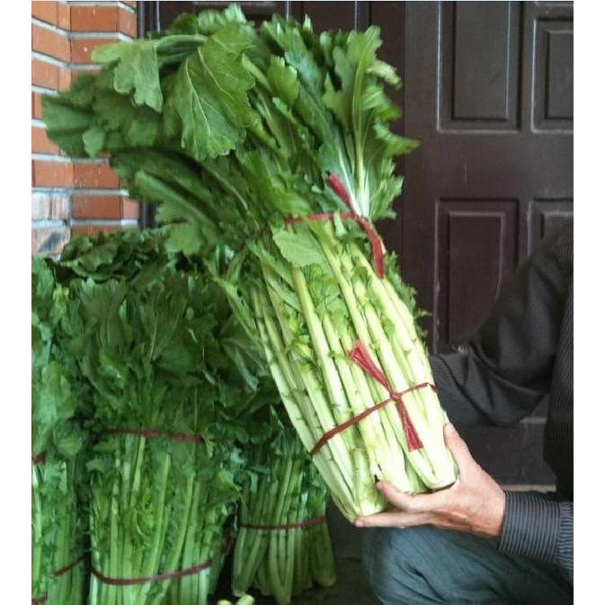 Hạt giống rau cải mèo Hà Giang - gói 1kg