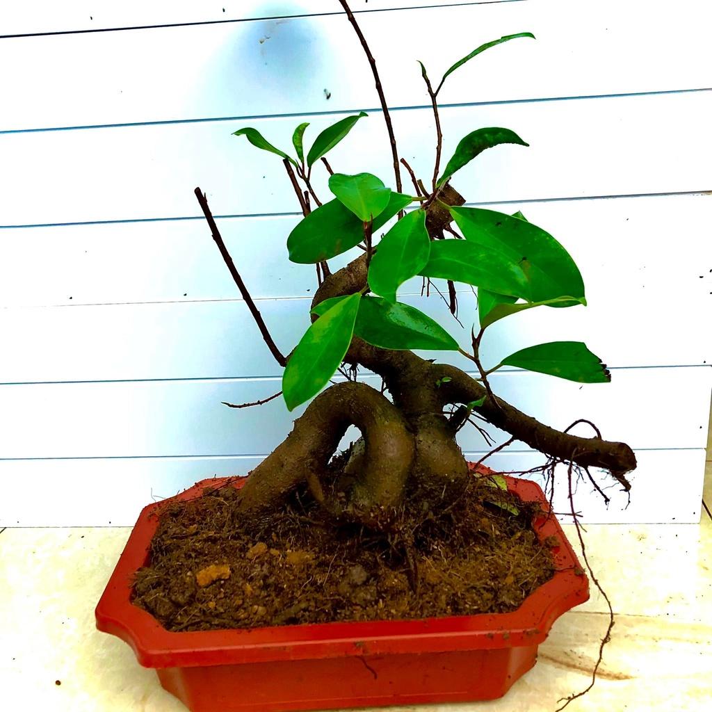 Cây si búp đỏ bonsai mini cao 30 cm