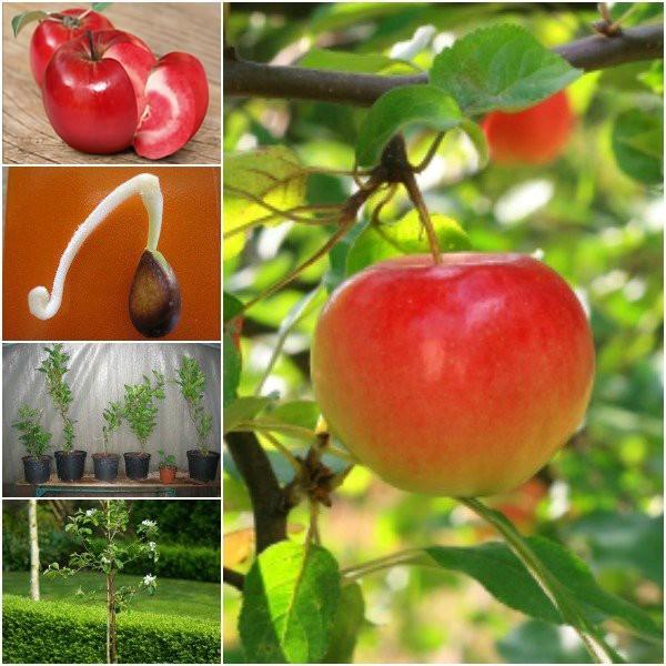 Hạt giống táo đỏ lùn Mỹ - 10 hạt/gói