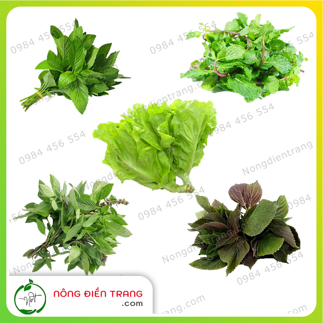 Combo Hạt Giống Rau Ăn Sống Các Loại Thông Dụng, Dễ Trồng - Hạt giống rau củ quả dễ trồng, tỉ lệ nảy mầm cao, sinh trưởng khỏe VTNN Nông Điền Trang