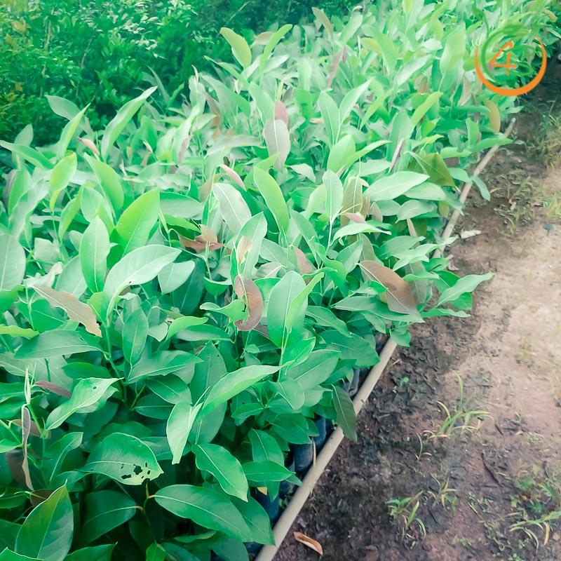 CÂY GIỐNG KƠ NIA