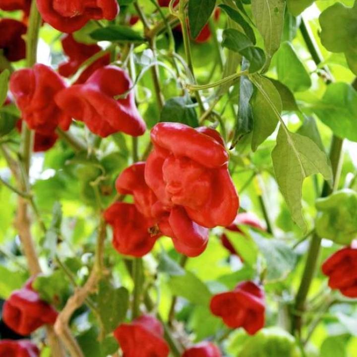 30 Hạt Giống Ớt Hoa Hồng