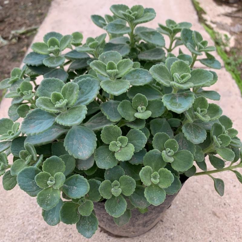 Cây nhất mạt hương cao 15cm, cây tỏa hương thơm nhẹ giúp đuổi muỗi và trang trí sân vườn