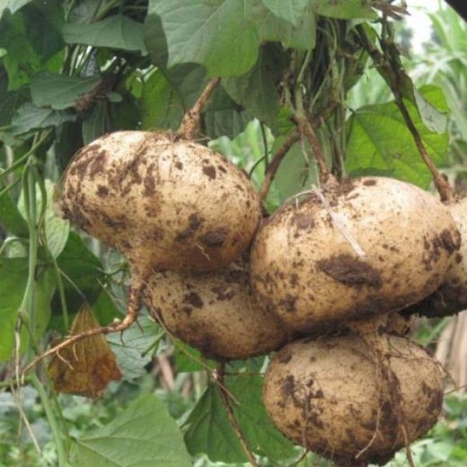 Hạt Giống Củ Đậu Cao Sản - Gói 5Gr