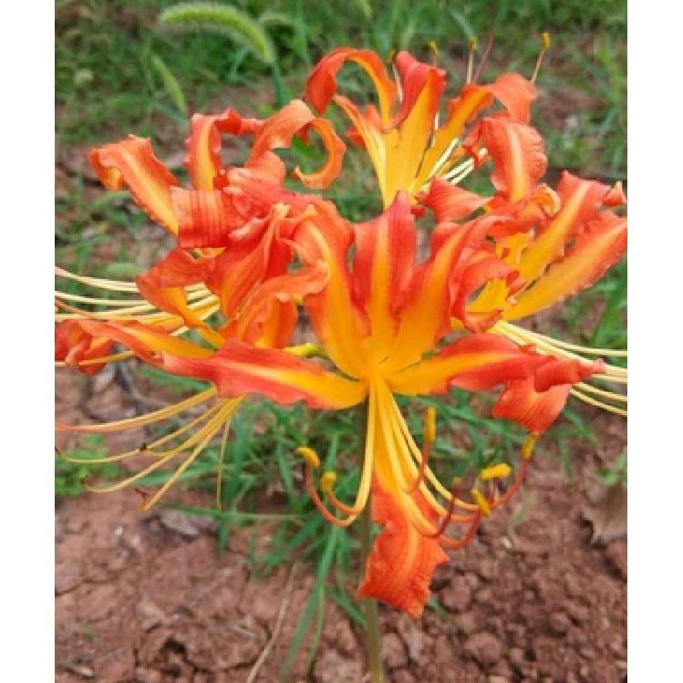 1 củ giống hoa bỉ ngận màu cam