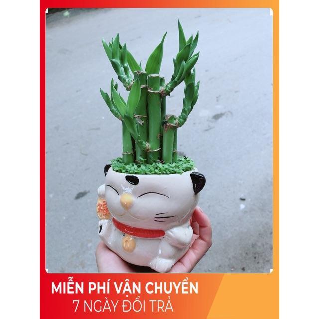 Chậu Trúc Phát Tài Mèo May Mắn