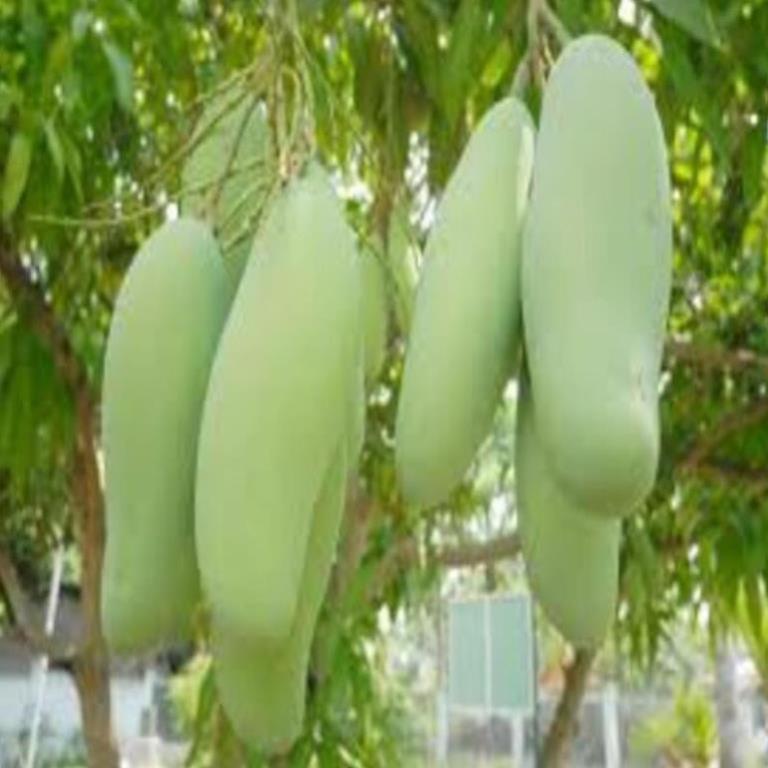 Cây giống xoài tứ quý cây giống chuẩn cho năng suất cao