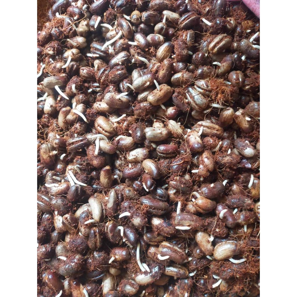 Hạt giống chà là kiểng - chà là cảnh | 500 gram/gói