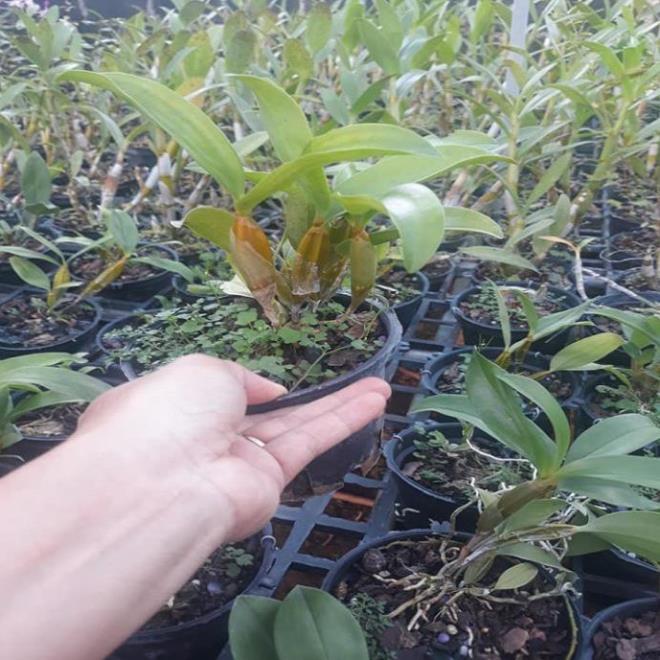 Hoa lan kiều môi tua