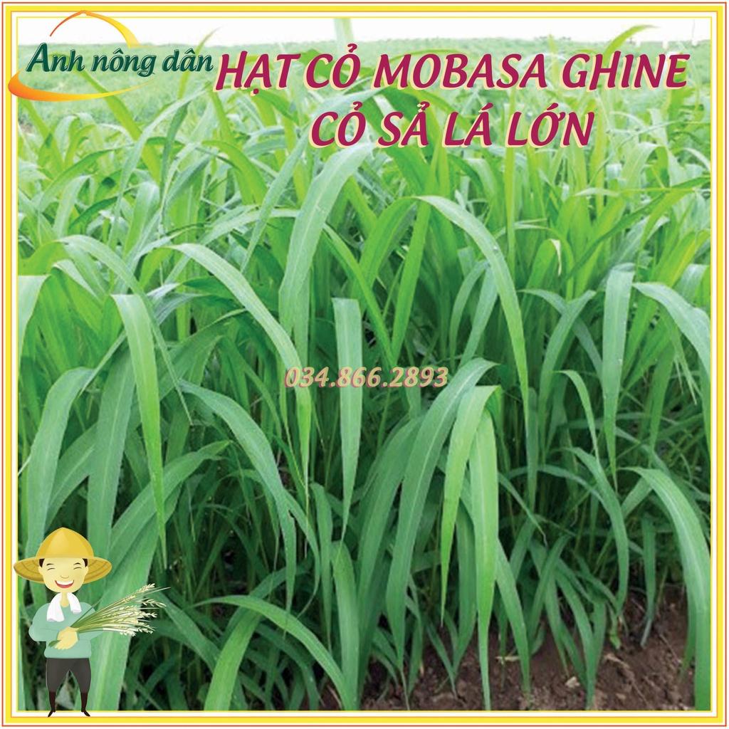 100g Hạt giống cỏ mobasa ghine - Hạt giống cỏ sả lá lớn - cỏ dùng cho chăn nuôi