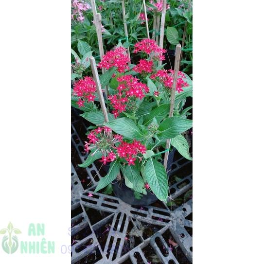 Hoa Diễm Châu Hàng Đẹp