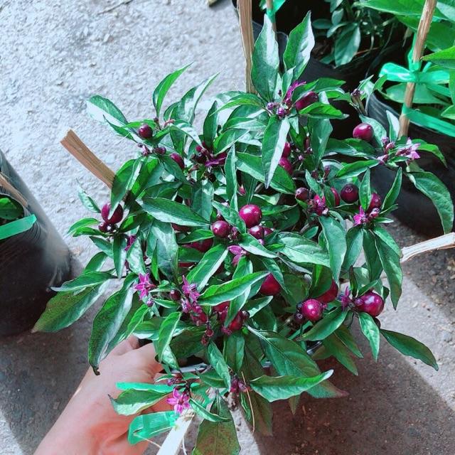 Ớt Tím Kiểng