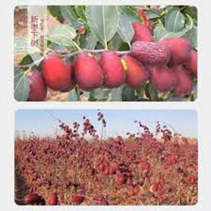 CÂY GIỐNG TÁO ĐỎ TÂN CƯƠNG , CAM KẾT GIỐNG CHUẨN F1 - CGTDTCHTF1