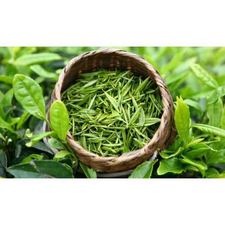 Bầu cây giống cây trà xanh + Tặng 01 cây dâu da đất