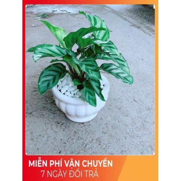 Chậu Đuôi Công Xanh