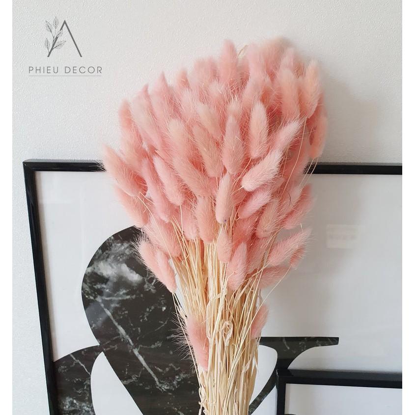 5 BÔNG Cỏ Đuôi Thỏ Lagurus Bunny Tails - Decor, Chụp Ảnh