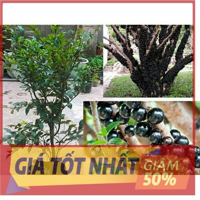Cây nho thân gỗ