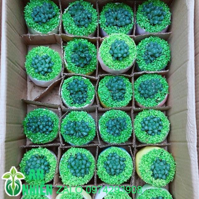 Chậu Cây Kim Cương