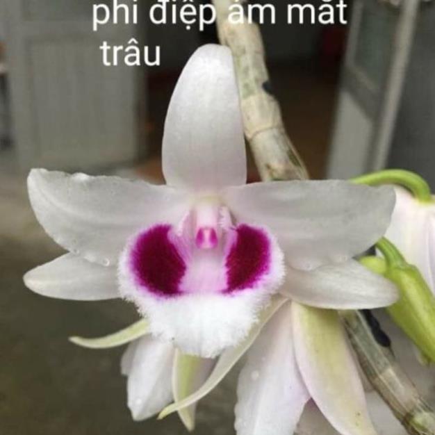 Sản Phẩm Hoa phong lan -com bo 2 chậu phi điệp ám mắt trâu