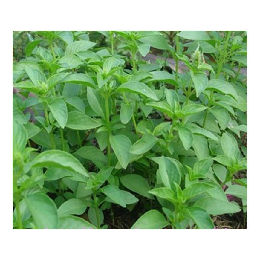 Hạt Giống Rau Thơm Xả - 2gram