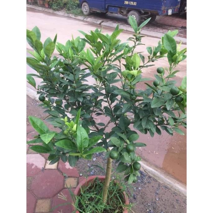 Cây chanh đào trưởng thành cao 1m đang hoa quả