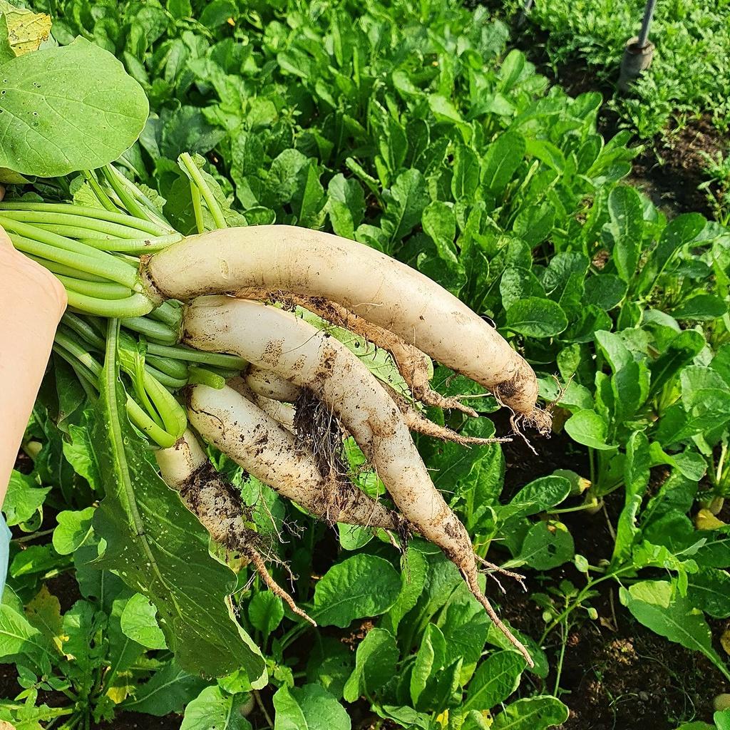 Hạt giống Củ cải trắng Rado 107 gói 50gr - RẤT DỄ TRỒNG