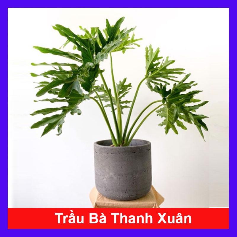 Trầu Bà Thanh Xuân - Cây cảnh trong nhà + Tặng phân bón cho cây