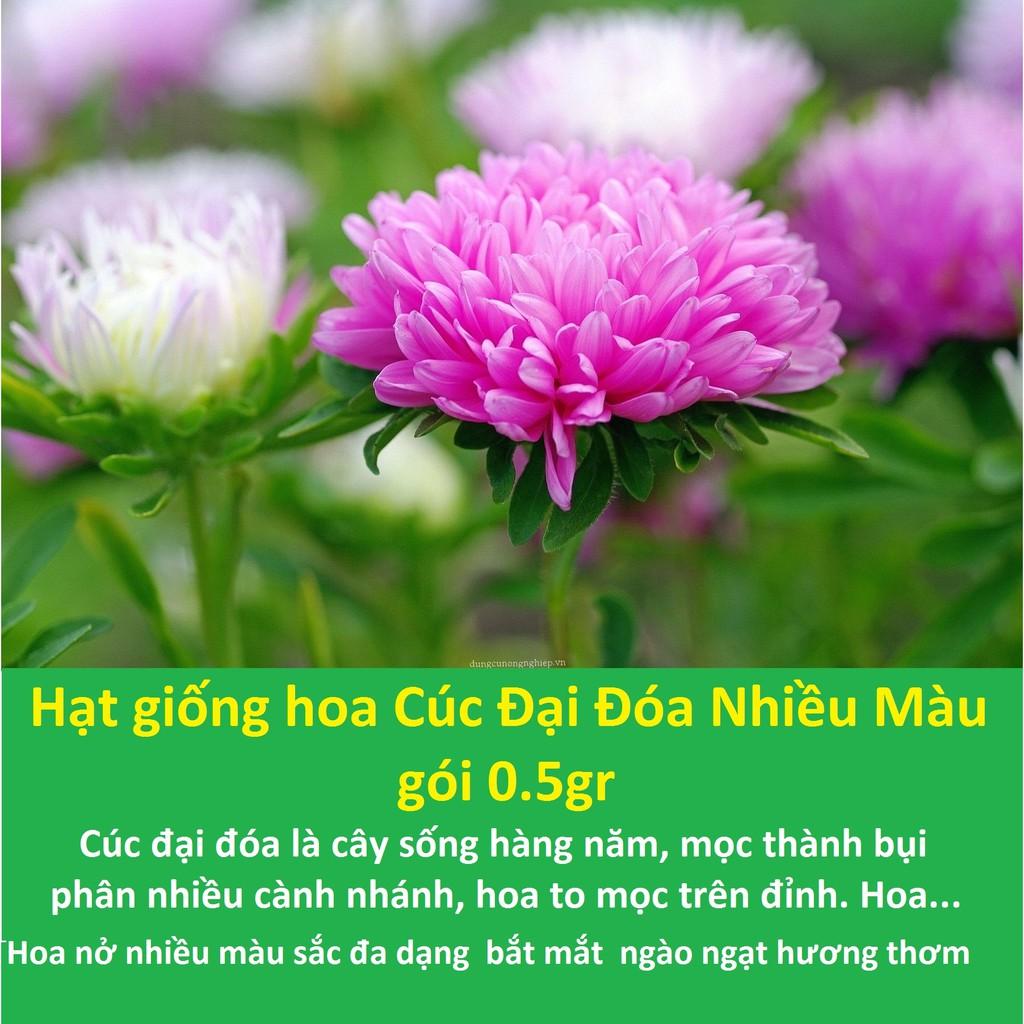 Hạt giống hoa Cúc Đại Đóa Mix - gói 0.5gr