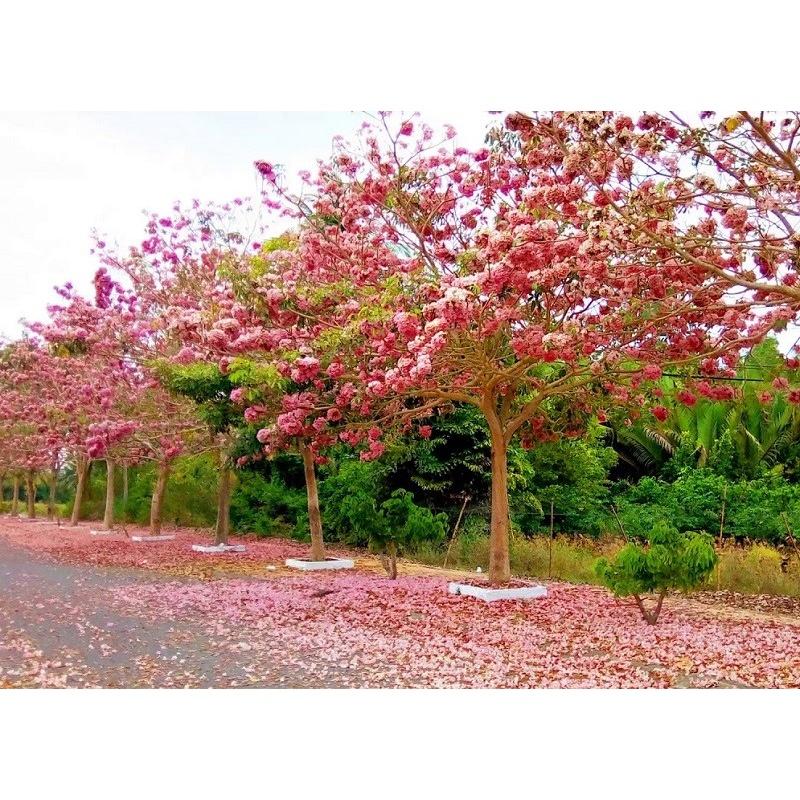 Cây giống PHONG LINH TÍM - hoa tím cực đẹp, gửi đi nguyên bầu