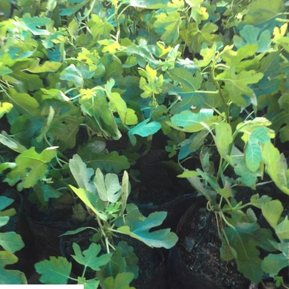 Cây sung mỹ cây đẹp chuẩn giống