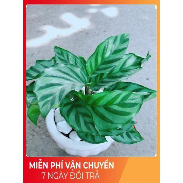 Chậu Đuôi Công Xanh