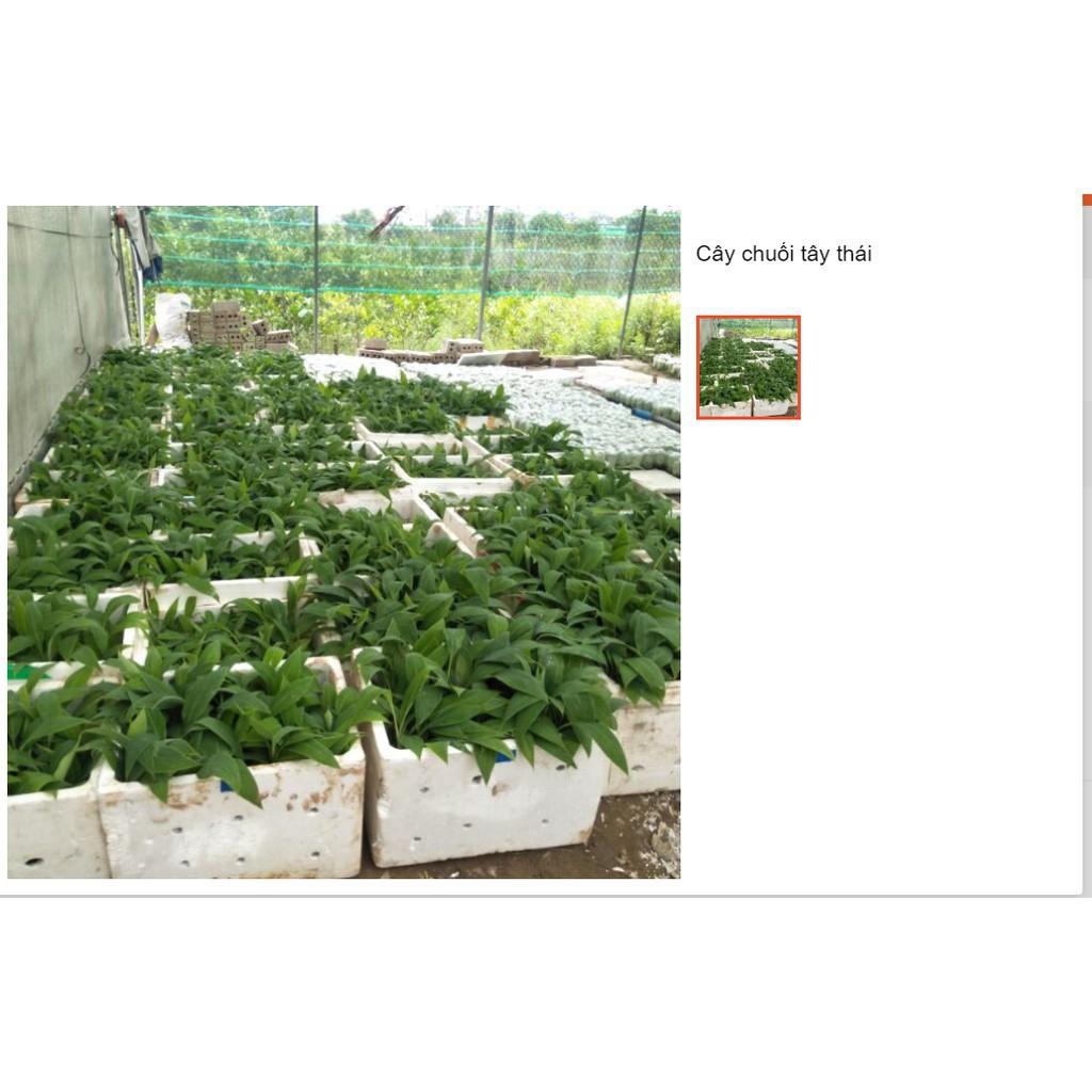 Sản phẩm Cây Ăn Trái cây chuối tây
