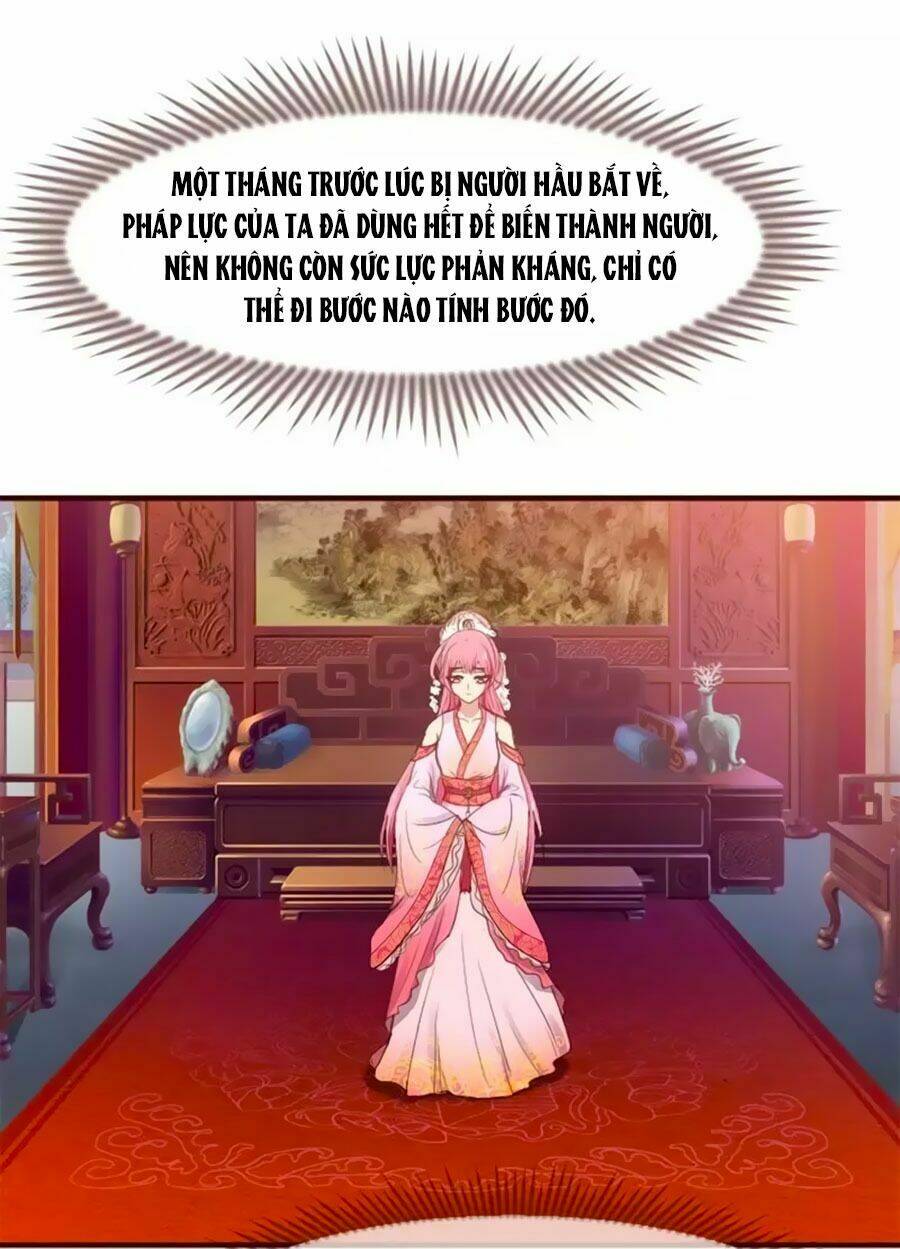 thỏ yêu tiểu vương phi chapter 2 3