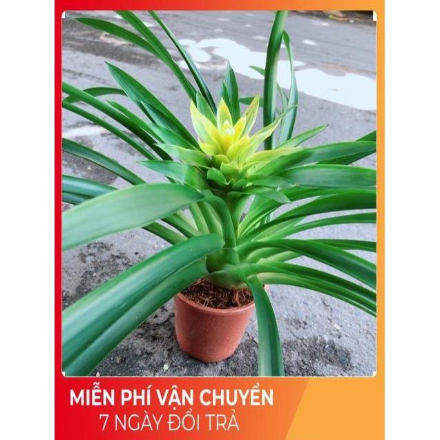 Cây Phát Lộc Hoa Vàng