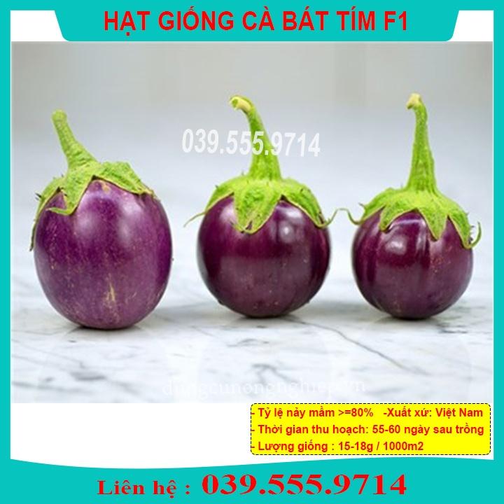 HẠT GIỐNG CÀ BÁT TÍM - QUẢ CÀ TO TRÒN GIEO TRỒNG QUANH NĂM