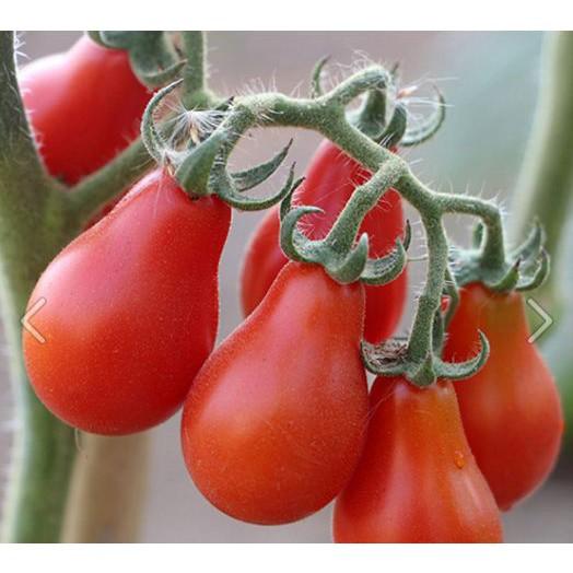 Hạt giống cà chua quả trái lê đỏ 30 hạt/gói